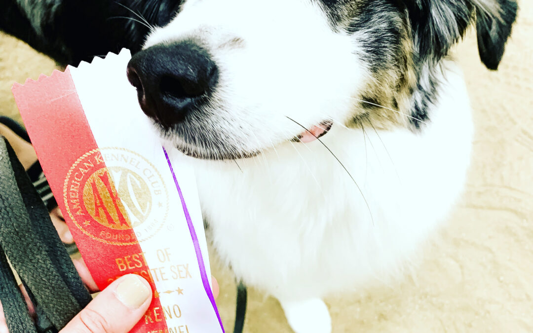 The Real Cost of Dog Showing: What to Expect (Without Breaking the Bank)