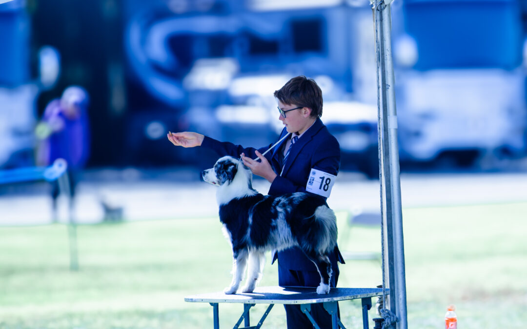 What is a show puppy?