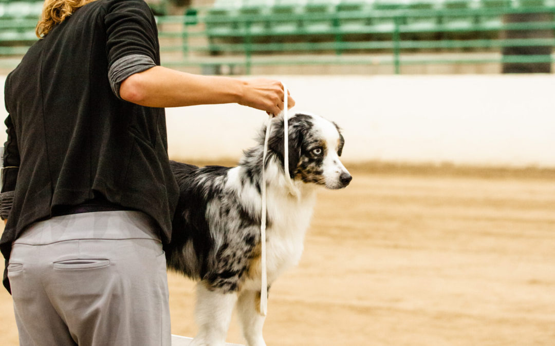 How Adults participate in Dog Showing