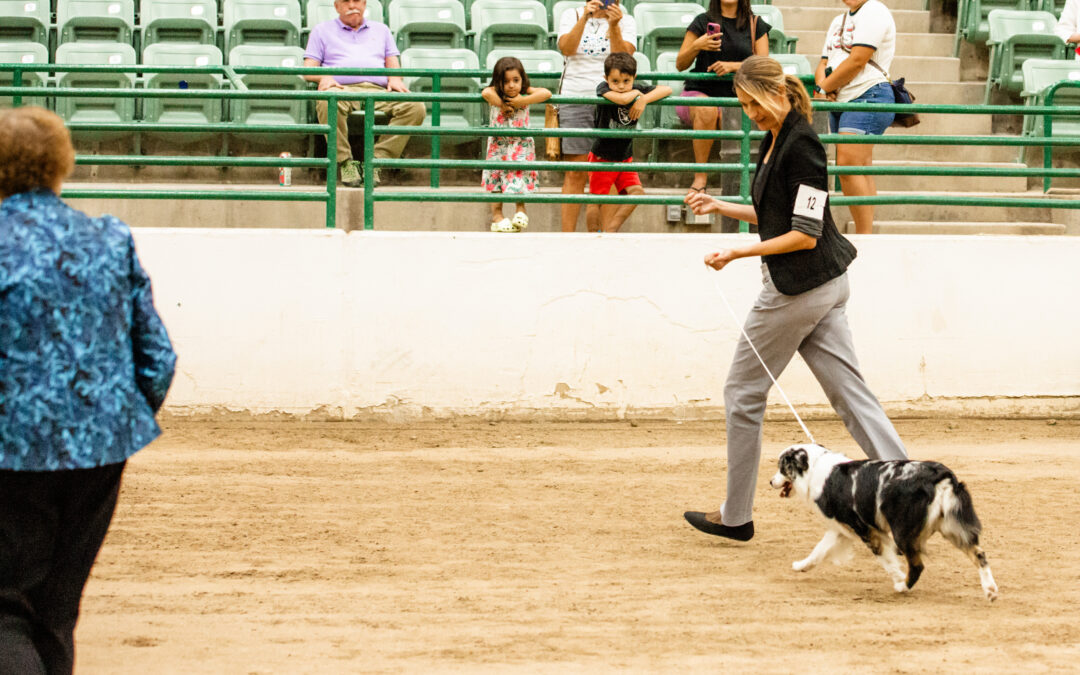 How to get started with dog showing