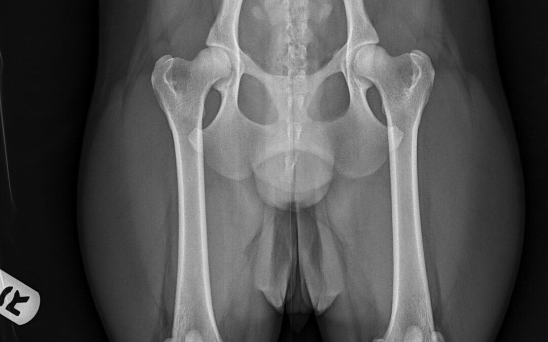hip dysplasia screening