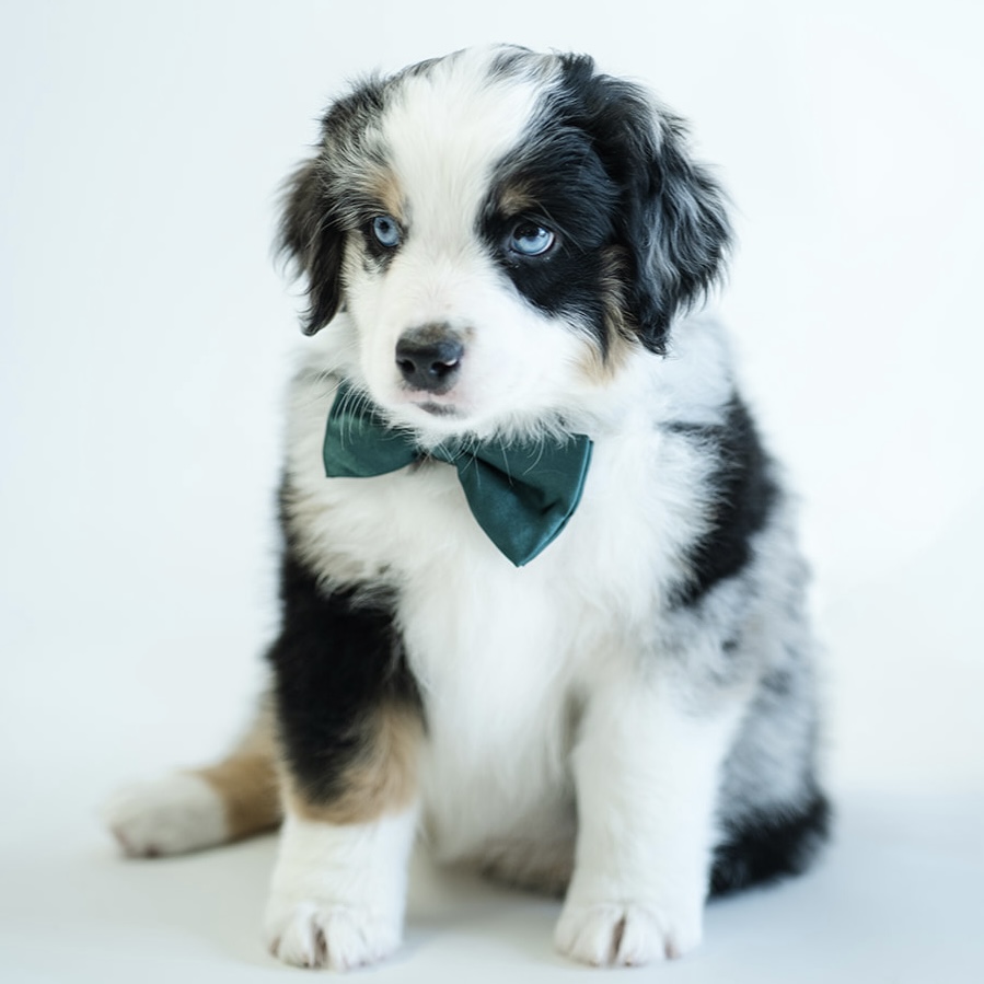 Lista Puppies