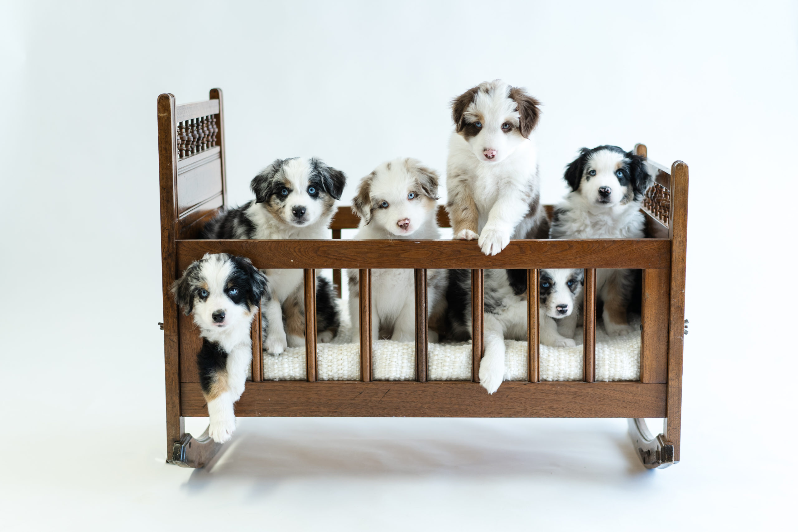 Lista Puppies