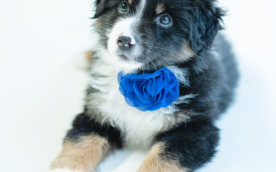 The Beauty of the Tri-Color Dog