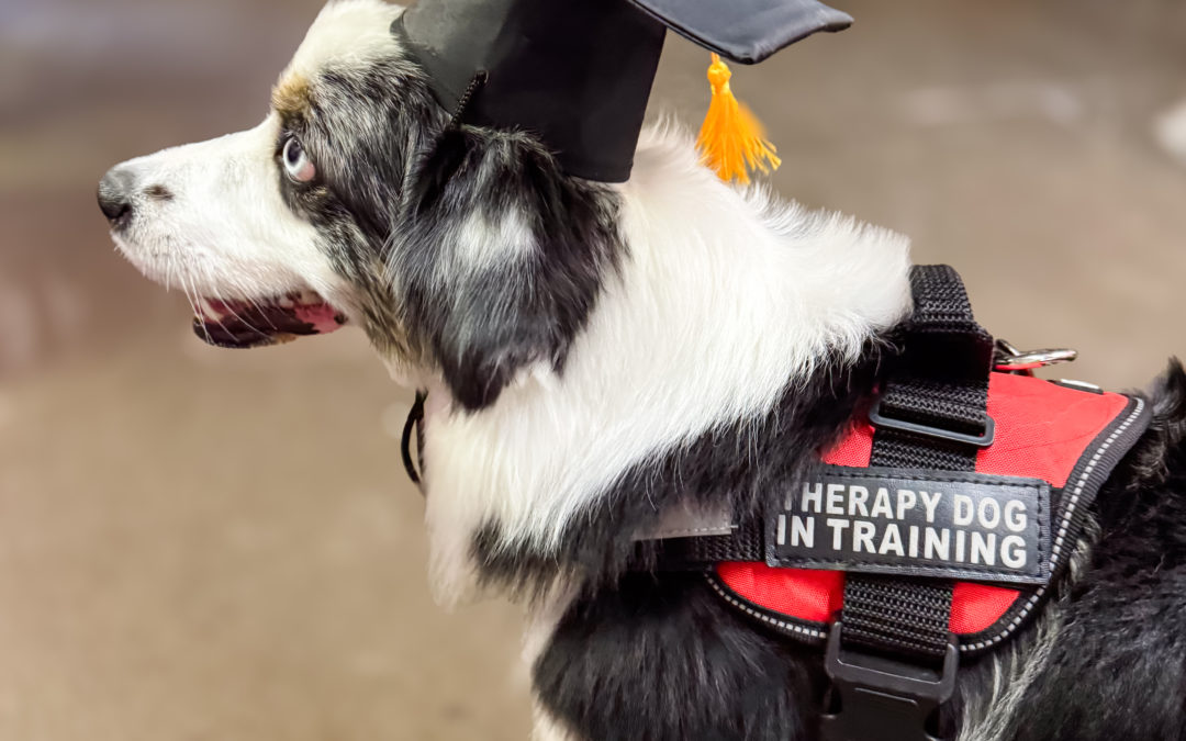 Could Your Dog Become a Therapy Dog? A Step-by-Step Guide