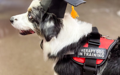 Could Your Dog Become a Therapy Dog? A Step-by-Step Guide