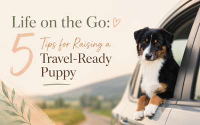 Life on The Go: 5 Tips for Raising a Travel-Ready Puppy