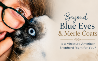 Beyond the Blue Eyes & Merle Coats: Is a Miniature American Shepherd Right for You?